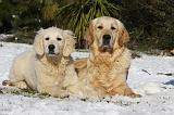 GOLDEN RETRIEVER 816